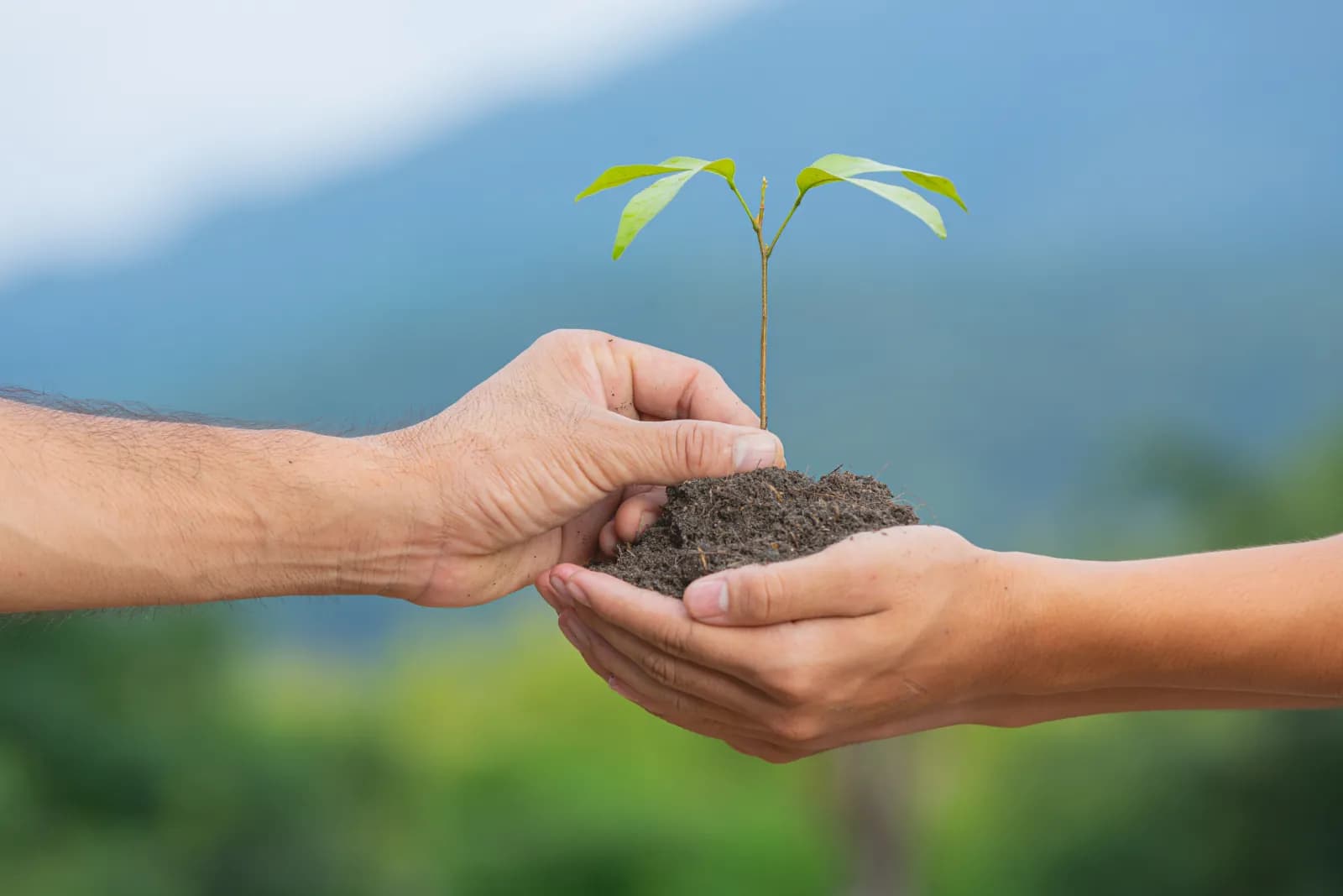 يدان تزرعان نبتة صغيرة في التربة